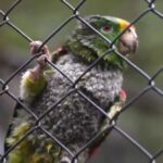 Tráfico de fauna: más de 200 especies se encuentran en rehabilitación