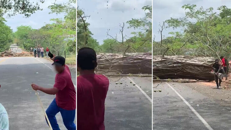 [VIDEO] Campesinos de Paro Minero derribaron gigantescos árboles para bloquear la caravana humanitaria