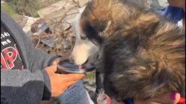VIDEO: Rescatan a perro en Turquía tres semanas después del terremoto