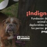 ¡Indignante! Fundación de protección animal mantenía en deplorables condiciones a los perros: propietaria pagará cárcel