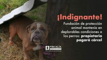 ¡Indignante! Fundación de protección animal mantenía en deplorables condiciones a los perros: propietaria pagará cárcel