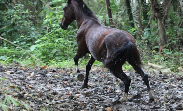 caballlo agresivo