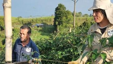 ‘La Felicidad’, la granja que pasó de producir solo moras a tener cultivos de lulo, tomate de árbol y plátano