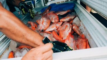 18 toneladas de pescado se comercializaron durante el lll Festival del Pescado