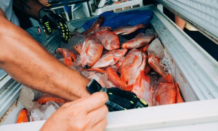 18 toneladas de pescado se comercializaron durante el lll Festival del Pescado