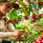 75 mujeres recolectoras de café serán certificadas por el Sena