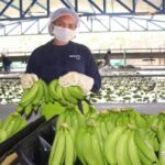 Bananeros piden acciones al Gobierno contra el narcotráfico en el Magdalena