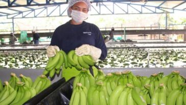 Bananeros piden acciones al Gobierno contra el narcotráfico en el Magdalena