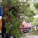 Camión de carga pesada arrancó un árbol en el norte de Neiva