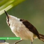 Descubren 13 nuevas especies de aves en el departamento de Córdoba