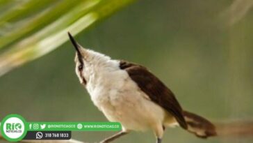 Descubren 13 nuevas especies de aves en el departamento de Córdoba