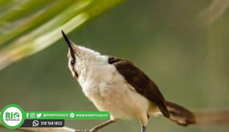 Descubren 13 nuevas especies de aves en el departamento de Córdoba