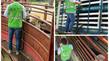 En Arauca, el ICA con el ojo puesto en las movilizaciones animales