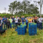 En Calarcá 37 familias le apuestan a la producción de jengibre y cúrcuma