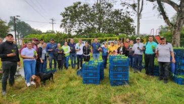 En Calarcá 37 familias le apuestan a la producción de jengibre y cúrcuma