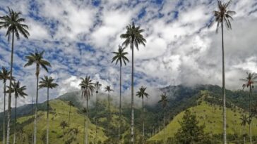 En el Quindío no se han registrado casos de extracción de palma de cera