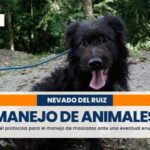 Manizales ya tiene su protocolo para el manejo de mascotas en caso de una erupción del volcán Nevado del Ruiz
