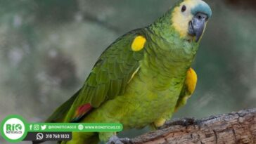 Más de 350 animales nativos vuelven a su hábitat natural en Córdoba