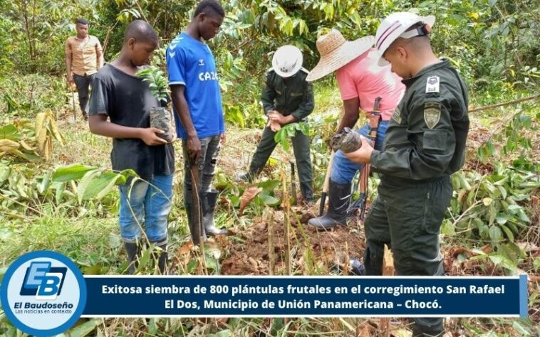 Más de 800 plántulas frutales fueron sembradas en el corregimiento de San Rafael El Dos, municipio de Unión Panamericana – Chocó