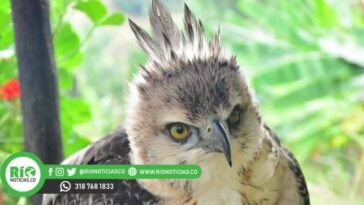 Nace primer polluelo de águila crestada en Colombia, una especie en peligro de extinción