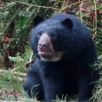 Oso de anteojos es avistado en parque natural de Saladoblanco