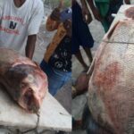 Pez de 10 kilos fue pescado en el río Sinú