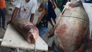 Pez de 10 kilos fue pescado en el río Sinú