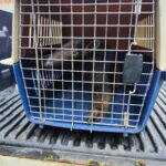 Policía Nacional rescata a oso hormiguero atrapado en vehículo en Cúcuta