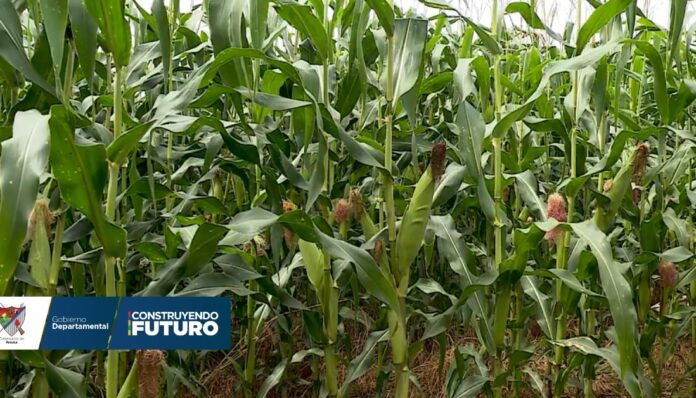 Prueba Piloto con cultivo de Soya para mejorar producción en Arauca, inician FENALCE y Gobierno departamental