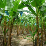 Residuos de cachama, plátano y cacao, materia prima para producción de biogás en Arauca