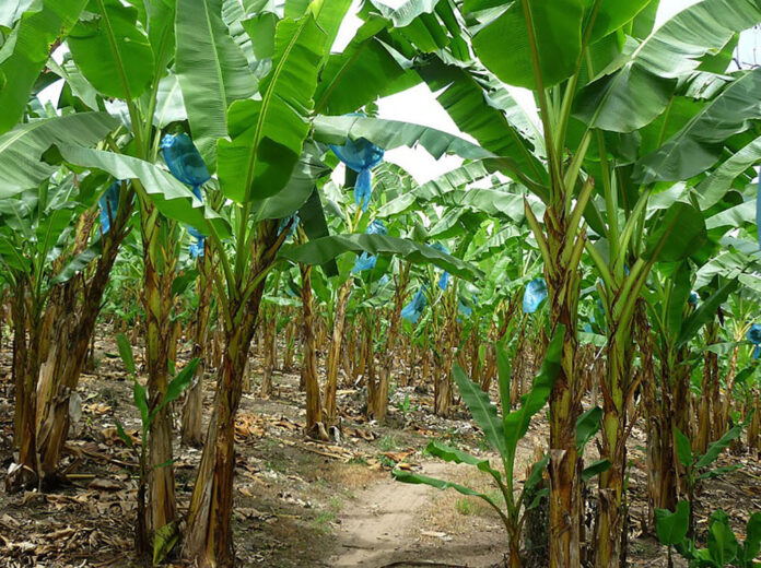 Residuos de cachama, plátano y cacao, materia prima para producción de biogás en Arauca