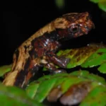 cundinamarca bojaca descubren nuerva salamandea 1