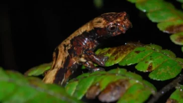 cundinamarca bojaca descubren nuerva salamandea 1