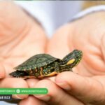 1.137 tortuguillos fueron liberados en las playas de Caño Viejo- Lorica