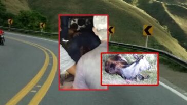 Accidentes de animales en las carreteras de Calima, Darién y la situación se complica: