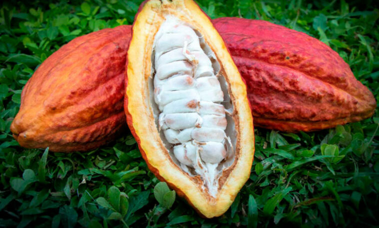 Agrosavia impulsa proyecto de cacao con nuevas variedades en el sur de Córdoba