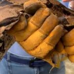Boa constrictor de 9 kilos fue incautada en el municipio de La Tebaida