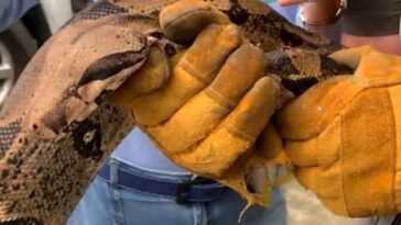 Boa constrictor de 9 kilos fue incautada en el municipio de La Tebaida