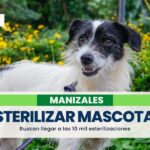 Buscan realizar 10 mil esterilizaciones de mascotas en Manizales