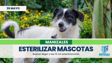 Buscan realizar 10 mil esterilizaciones de mascotas en Manizales