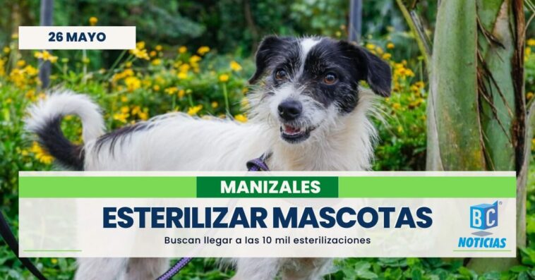 Buscan realizar 10 mil esterilizaciones de mascotas en Manizales