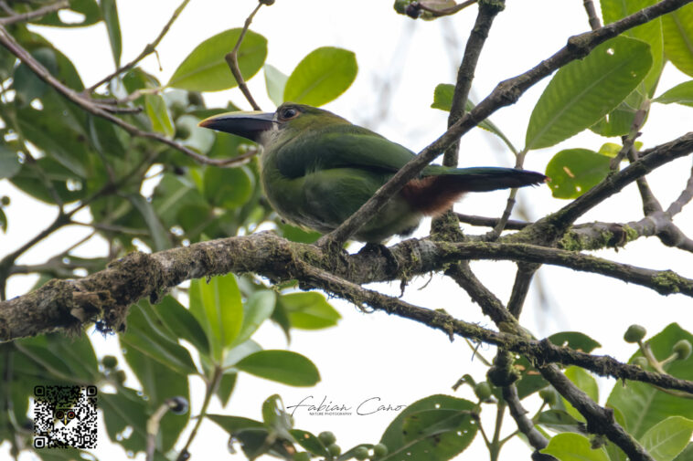 Casanare registra nueve especies nuevas en el global big day