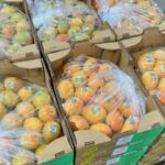 Colombia exporta por primera vez mango de azúcar a Estados Unidos