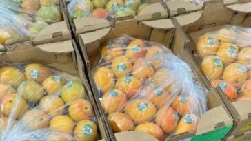 Colombia exporta por primera vez mango de azúcar a Estados Unidos