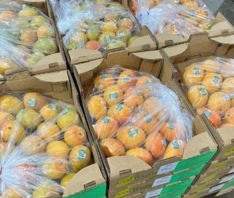 Colombia exporta por primera vez mango de azúcar a Estados Unidos