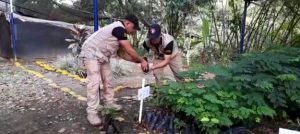 Con éxito continúa el desminado humanitario en el Caquetá.