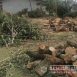 Cormacarena inició proceso sancionatorio a la Alcaldía de Villavicencio por tala de árboles sin permiso
