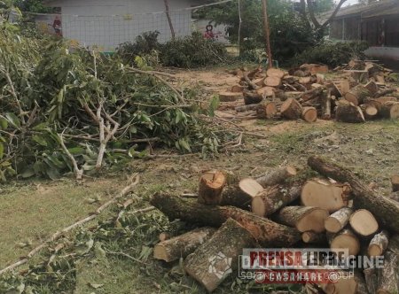 Cormacarena inició proceso sancionatorio a la Alcaldía de Villavicencio por tala de árboles sin permiso