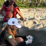 Corpamag rescató más de 100 huevo de una tortuga Laúd que anidó en Mendihuaca