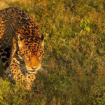 Cruzada desde Corantioquia para la conservación del jaguar y su hábitat